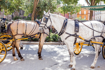 Typical horse-drawn carriages that tourists rent to tour the city