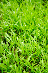 green grass background