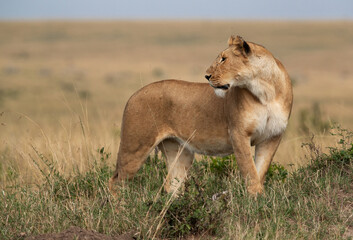 A subadult lioness observing the surrounding from the top of a mound, Masai Mara, Kenya