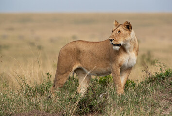 Portrait of a subadult Lioness at Masai Mara, Kenya