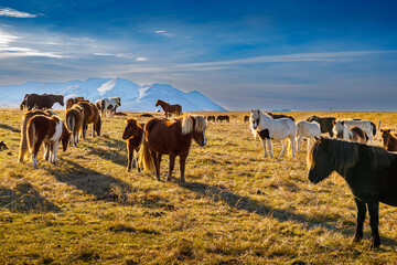 Autumn scenery with typical Icelandic horses in the north of Iceland