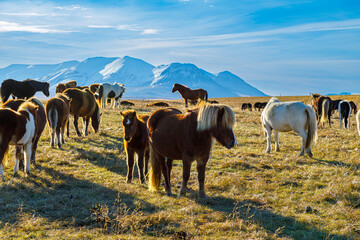 Obraz premium Autumn scenery with typical Icelandic horses in the north of Iceland