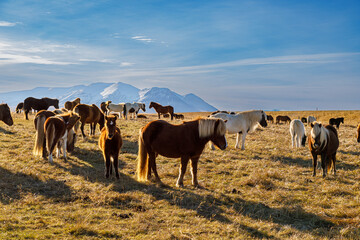 Autumn scenery with typical Icelandic horses in the north of Iceland