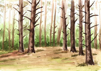 Forest thicket. Hand drawn watercolor illustration