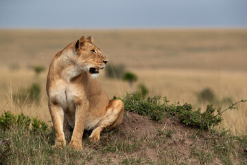 A lioness observing the surrouding from the top of a mound, Masai Mara, Kenya
