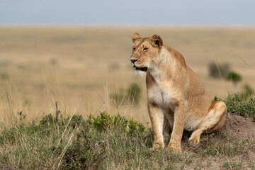 Plakat A lioness sitting on the top of a mound, Masai Mara, Kenya