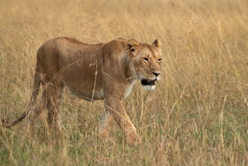 Closeup of a subadult lioness walking in savannah, Masai Mara, Kenya