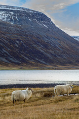 Obraz premium Evening grazing at the fjord Isafjardardjup in North Iceland