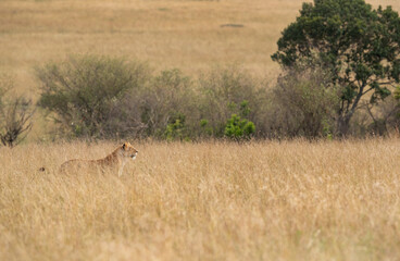 Naklejka na ściany i meble A lioness in the mid og savannah grasses at Masai Mara, Kenya