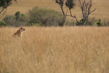 Fototapeta na wymiar A lioness in the mid og savannah grasses at Masai Mara, Kenya