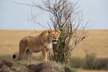 A subadult lioness observing the surrouding from the top of a mound, Masai Mara, Kenya