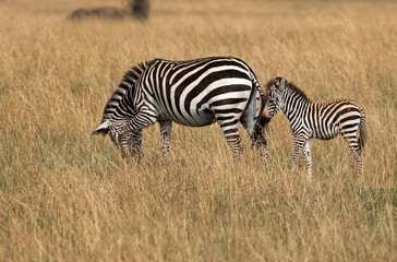 Fototapeta na wymiar Zebra with foal at Savannah grassland, Masai Mara