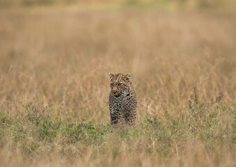 Leopard emerging out in savannah grassland, Masai Mara, Kenya