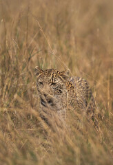 Leopard taken while walking in the grasses, Masai Mara.