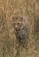 Fototapeta na wymiar A head on shot of leopard at Masai Mara, Kenya