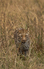 Fototapeta na wymiar Portrait of a leopard taken while walking in the grasses, Masai Mara. 