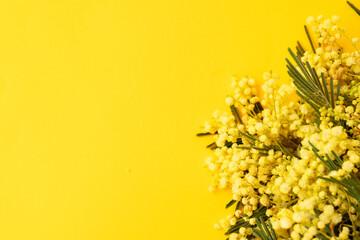 Mimosa fresh flowers on yellow background, copy space, 8 march day background, mimose is traditional flowers for international womans day 8 of march, copy space - obrazy, fototapety, plakaty