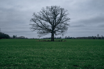 bare leafless oak tree in green agricultural field