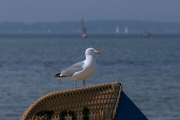 Fototapeta na wymiar Herring gull sitting on a beach chair.
