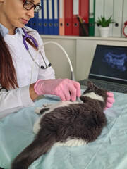 Cute cat undergoes ultrasound in veterinary clinic