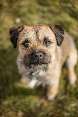 Pedigree Border Terrier looking up at its master or owner