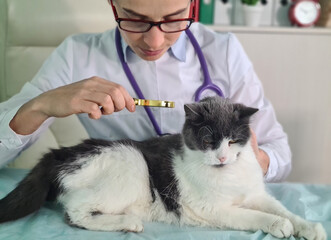 Cat is at vet and the veterinarian looks at cat skin with magnifying glass