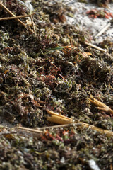 bunch of dried flowers