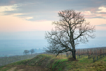 Fototapeta na wymiar Bare Tree In Vineyard Against Cloudy Sky