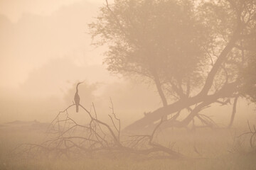 Darter and the foggy morning at Keoladeo Ghana National Park, Bharatpur, India