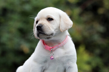 yellow labrador retriever in summer close up