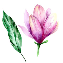 
Watercolor pink magnolia isolated on white background.