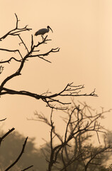Black-headed Ibis perched on a tree in the morning at Keoladeo Ghana National Park, Bharatpur, India