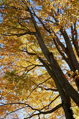 Tree with colorful autumn leaves