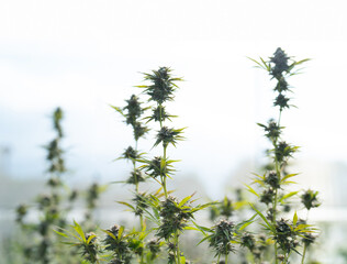 Fototapeta premium Outdoor marijuana field, hemp or cannabis plant flower leaves farm lab. Organic product in laboratory in technology medical, healthcare, research concept. Natural food. Ganja narcotic weed