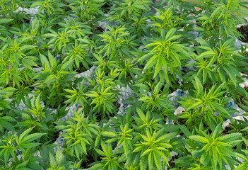 Outdoor marijuana field, hemp or cannabis plant flower leaves farm lab. Organic product in laboratory in technology medical, healthcare, research concept. Natural food. Ganja narcotic weed