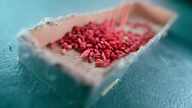 Poisonous red mouse bait is poured into a cardboard feeder close-up. Painted wheat from small indoor rodents and pests. Fighting rats in the house
