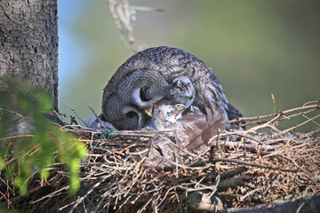 Great grey owl family - female takes care of her chicks owlets