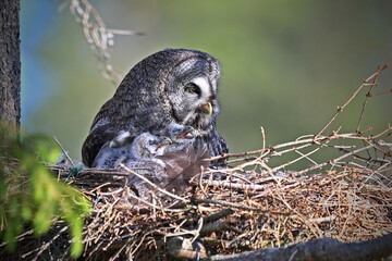 Great grey owl family - female with her chicks owlets