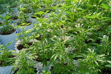 Outdoor marijuana field, hemp or cannabis plant flower leaves farm lab. Organic product in laboratory in technology medical, healthcare, research concept. Natural food. Ganja narcotic weed