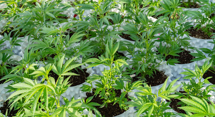 Outdoor marijuana field, hemp or cannabis plant flower leaves farm lab. Organic product in laboratory in technology medical, healthcare, research concept. Natural food. Ganja narcotic weed