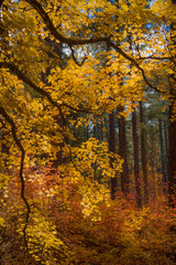 Colors of Fall embrace the Sedona Arizona landscape