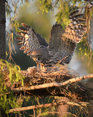 Great grey owl family - female with spreaded wings brings prey vole rodent