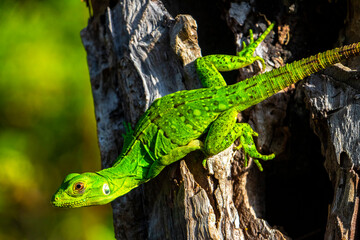 Caribbean green lizard hanging and climbing on tree trunk Mexico.