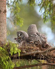 Great grey owl family - chick owlet swallowing prey vole rodent