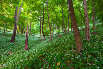 Spring blooming beech forest with beautiful white wild garlic, wild onions (Allium ursinum), garlic flower edible and healthy, Mecsek  middle mountains at sunset - 559852343