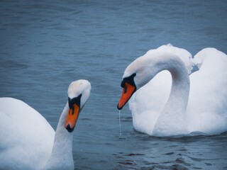 Obraz premium Swans on the water