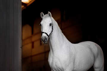 Beautiful gray horse on a black background