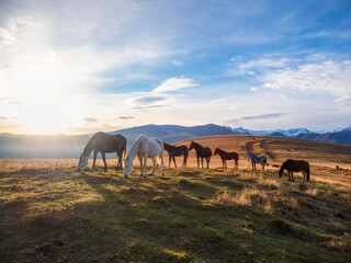 Herd of horses on a mountain pasture. Beautiful horses in an autumn meadow poses against the background of a white snow-covered mountain.