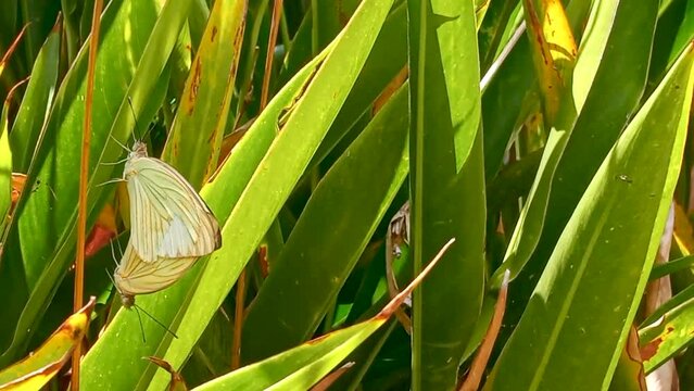 Mariposas amarillas reproduci&eacute;ndose en plantas de jard&iacute;n en horizontal