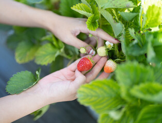 Picking up fresh strawberry fruits. Raw organic healthy food. Shopping in farm. Cooking and eating...